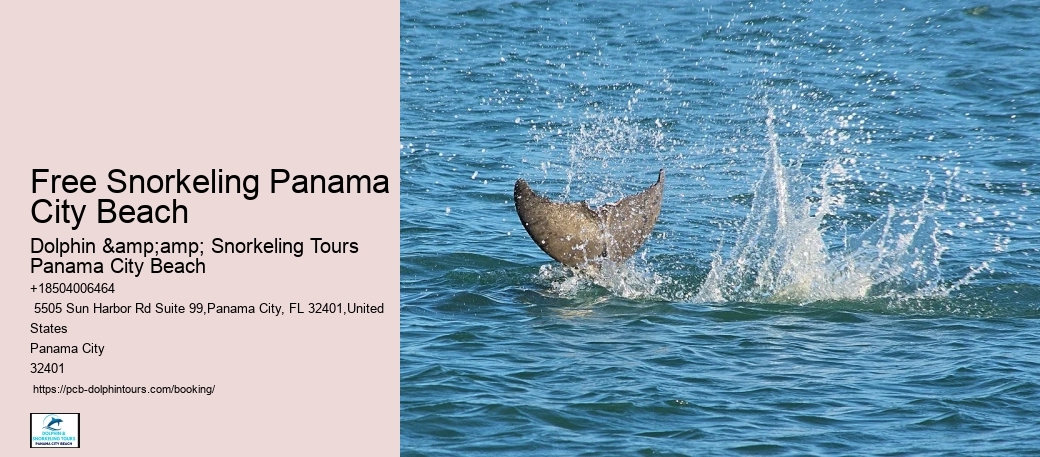 Reserve Your Dolphin Tour And Create Lasting Memories In The Heart Of Panama City Beach