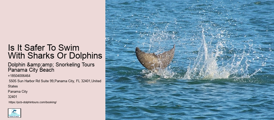 Secure Your Adventure With A Reservation For Our Panama City Beach Dolphin Tours