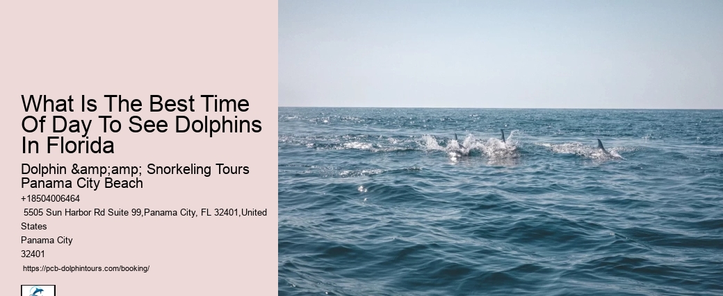 Shell Island Dolphin