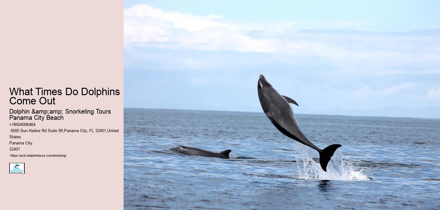 What Times Do Dolphins Come Out