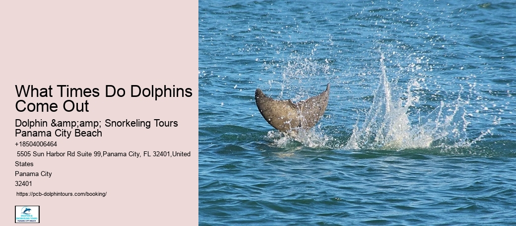 Plan Your Perfect Day With A Booked Dolphin Tour In The Heart Of Panama City Beach